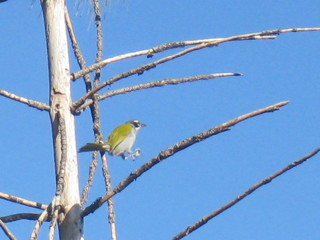 Gray-crowned Palm-Tanager - ML177664171