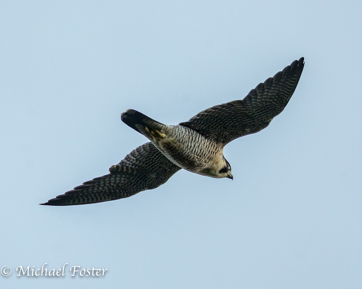 Peregrine Falcon - ML177664621