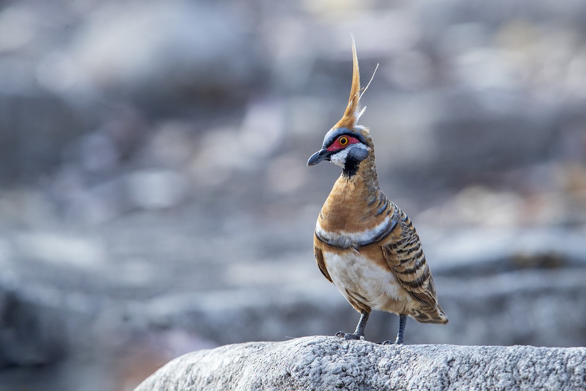 Spinifex Pigeon - Laurie Ross | Tracks Birding & Photography Tours