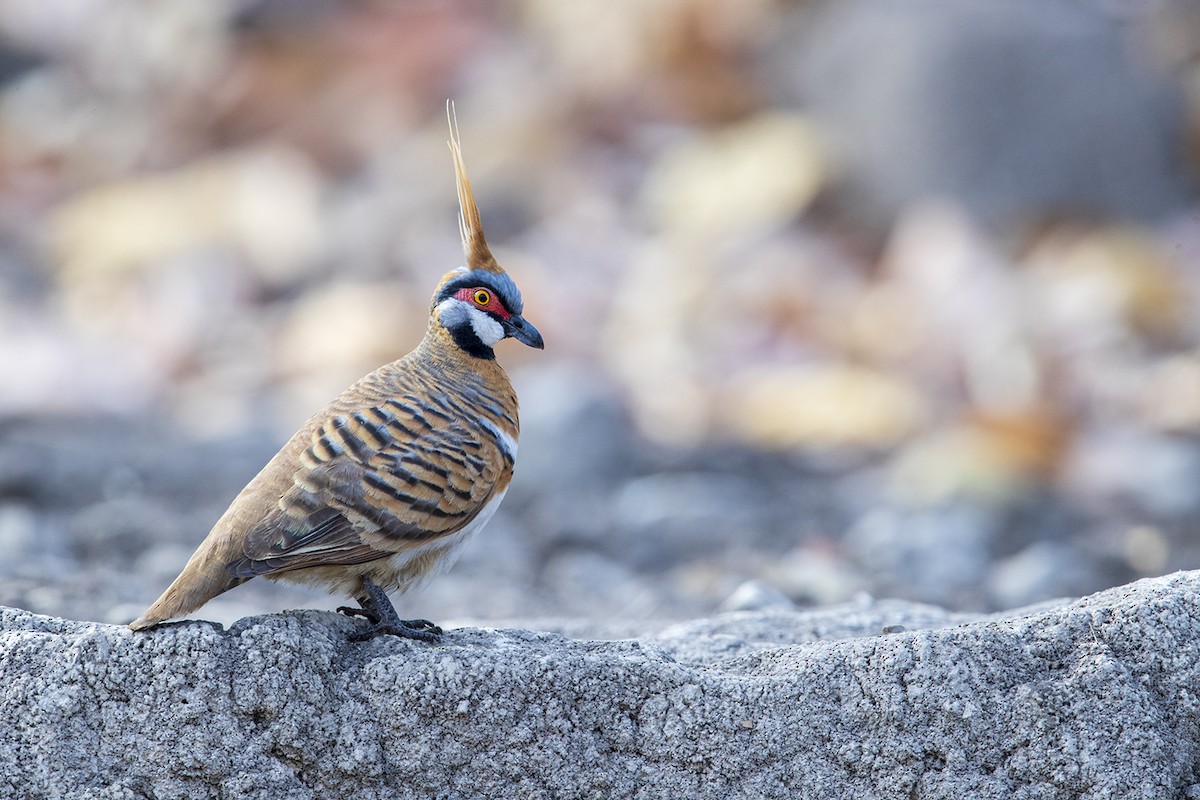 Spinifex Pigeon - ML177665901