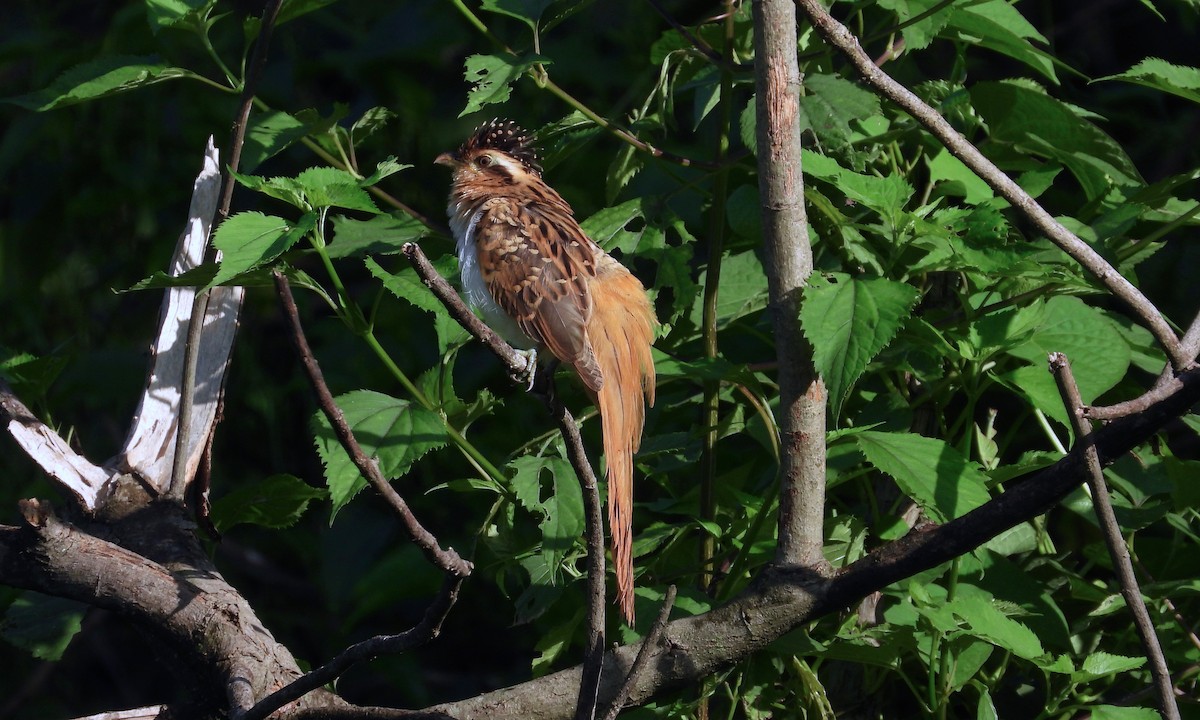 Striped Cuckoo - ML177668211