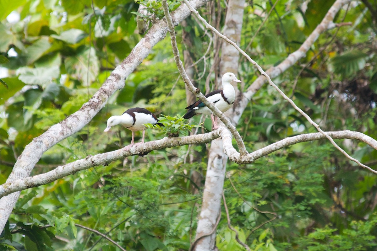 Radjah Shelduck - ML177669521