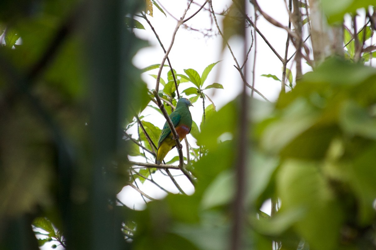 Coroneted Fruit-Dove - ML177669551