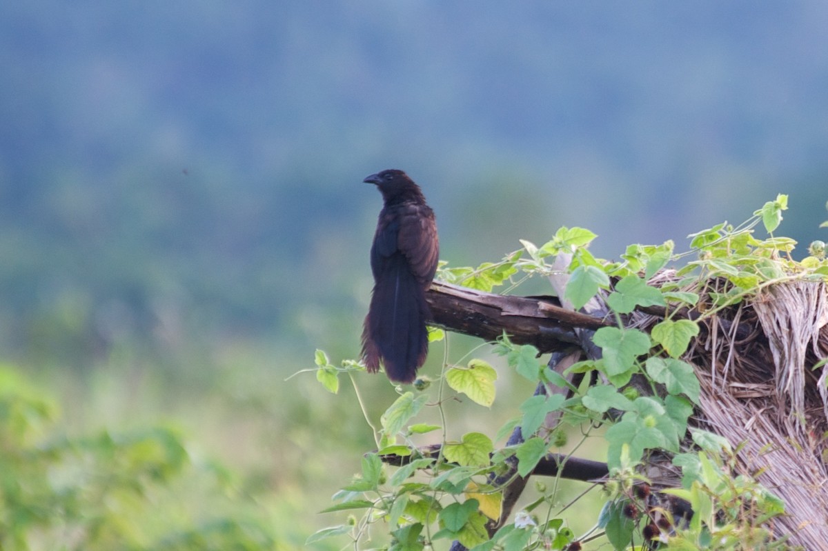 Lesser Black Coucal - John C. Mittermeier