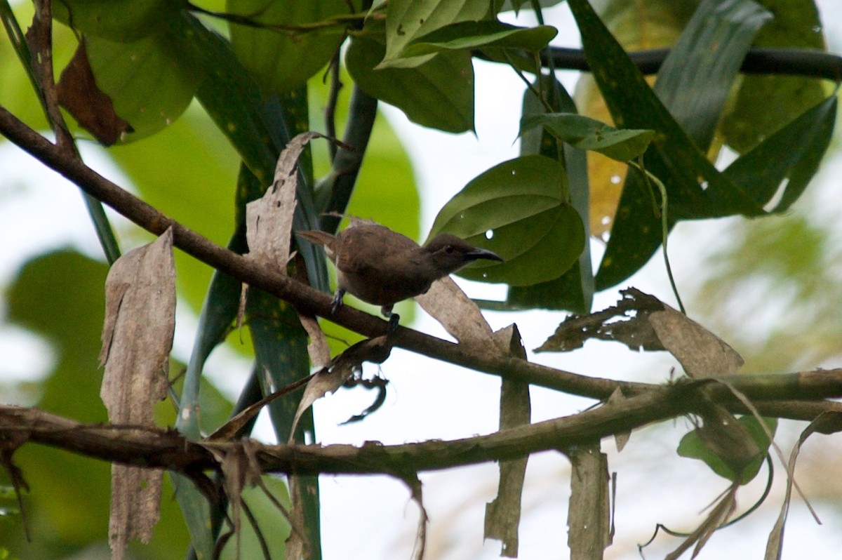 Tawny-breasted Honeyeater - ML177669631