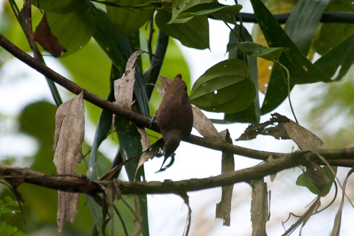 Tawny-breasted Honeyeater - ML177669651