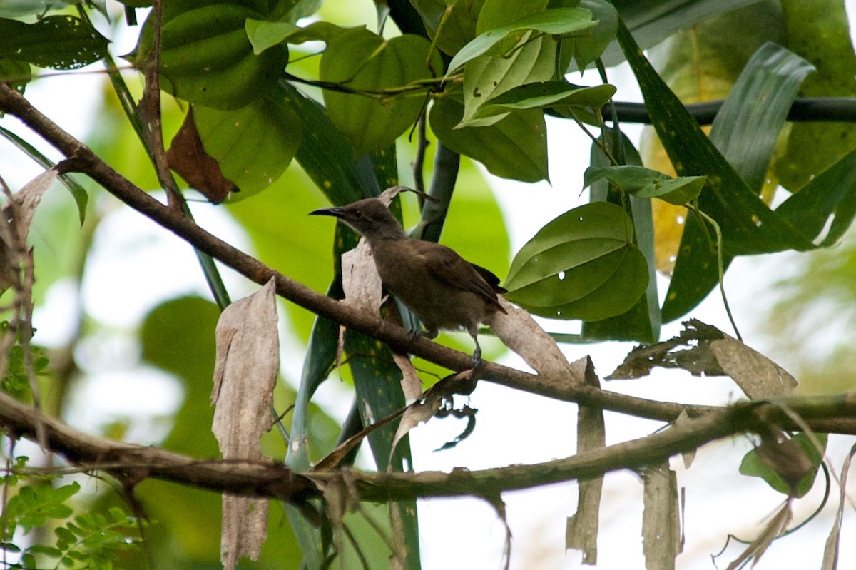 Tawny-breasted Honeyeater - ML177669671