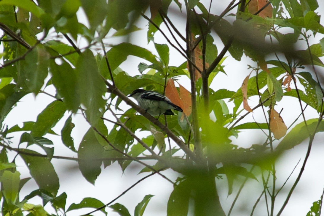 Black-browed Triller - John C. Mittermeier