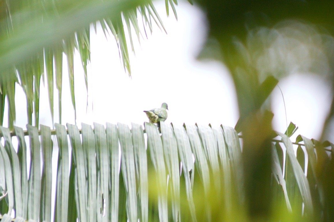 Orange-bellied Fruit-Dove - ML177669761