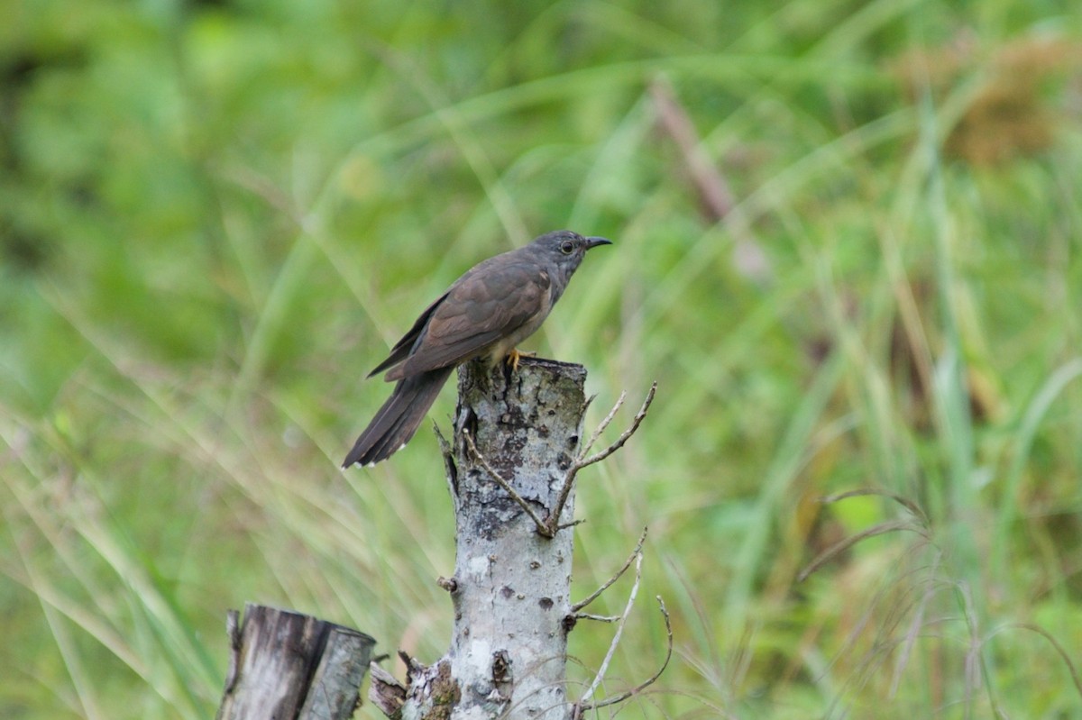 Brush Cuckoo - ML177669801