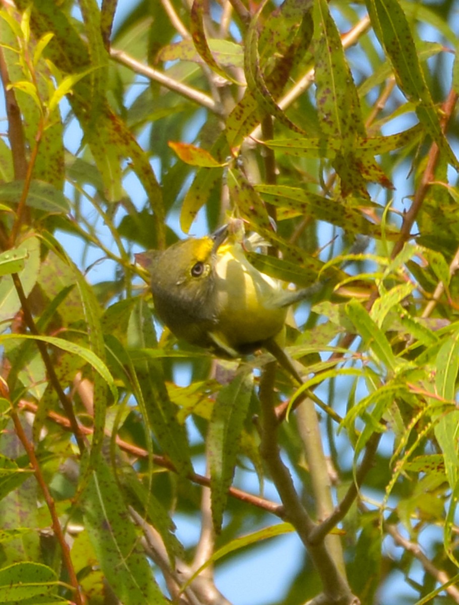 Vireo Ojiblanco - ML177670501