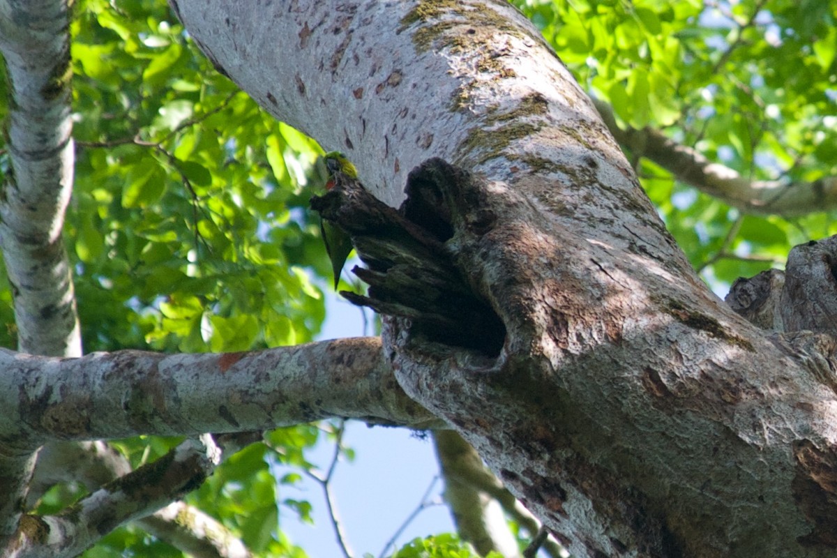 Salvadori's Fig-Parrot - ML177670621