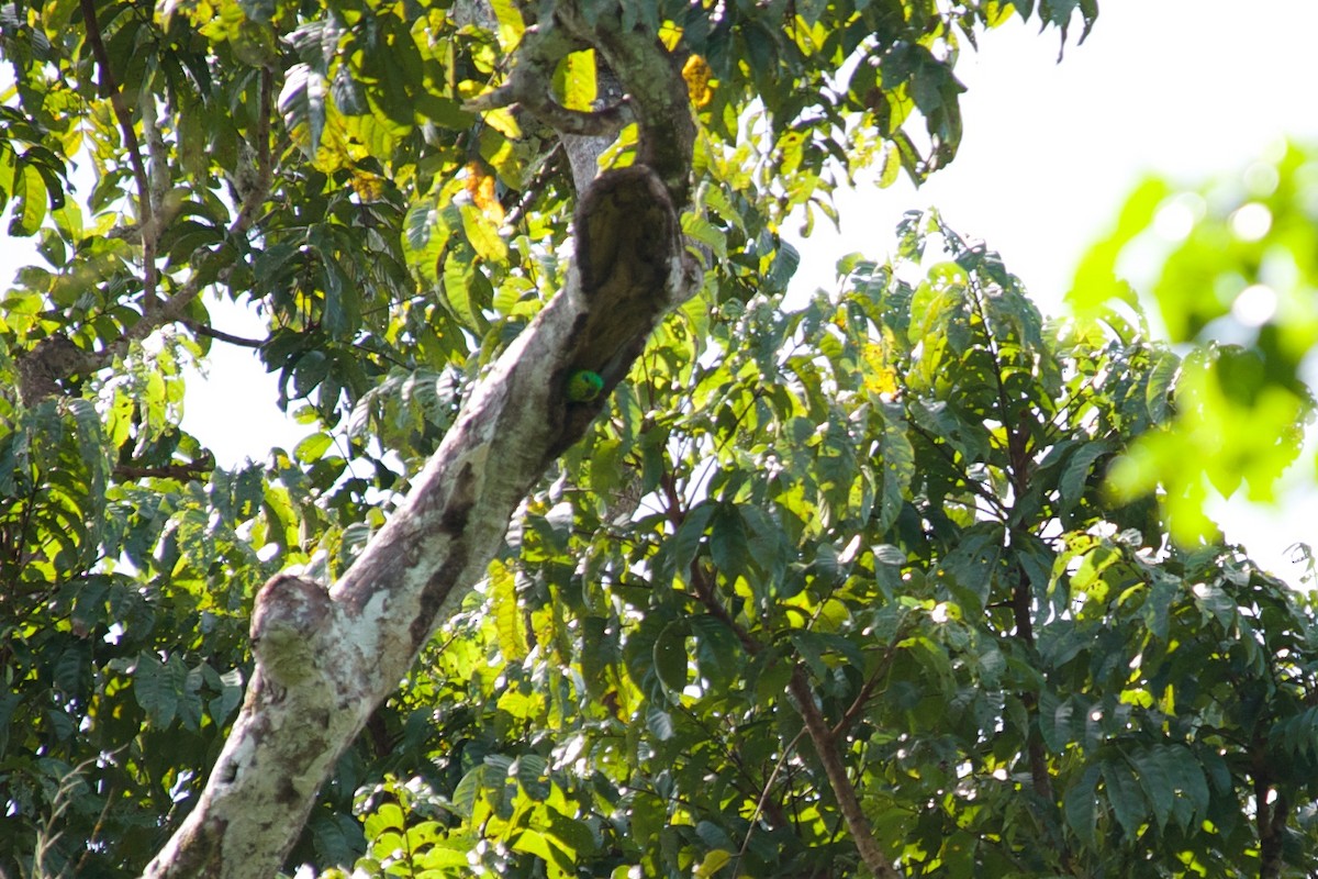 Salvadori's Fig-Parrot - ML177670631