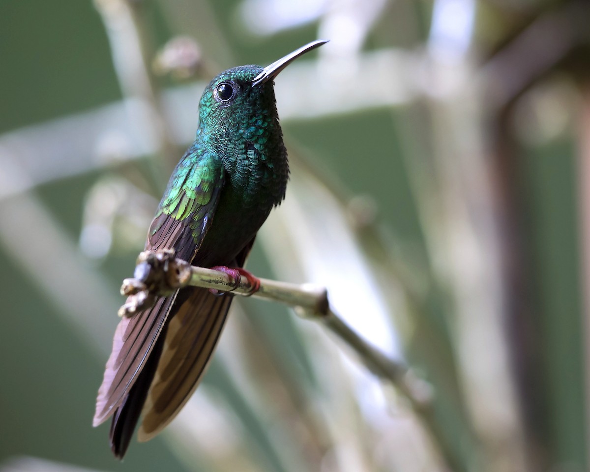 Bronze-tailed Plumeleteer - Arnaud Lacroix