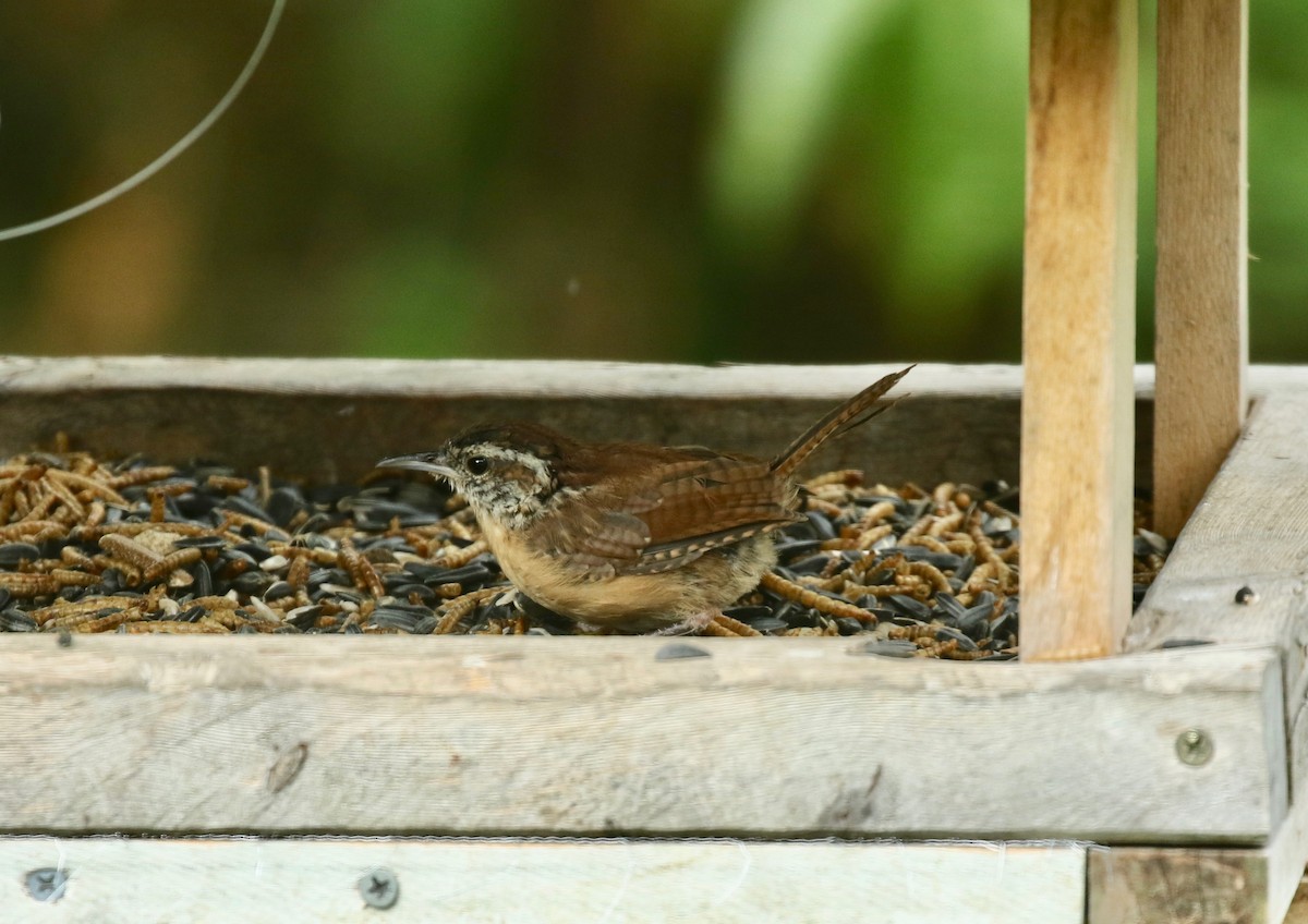 Carolina Wren - Jim Sparrell