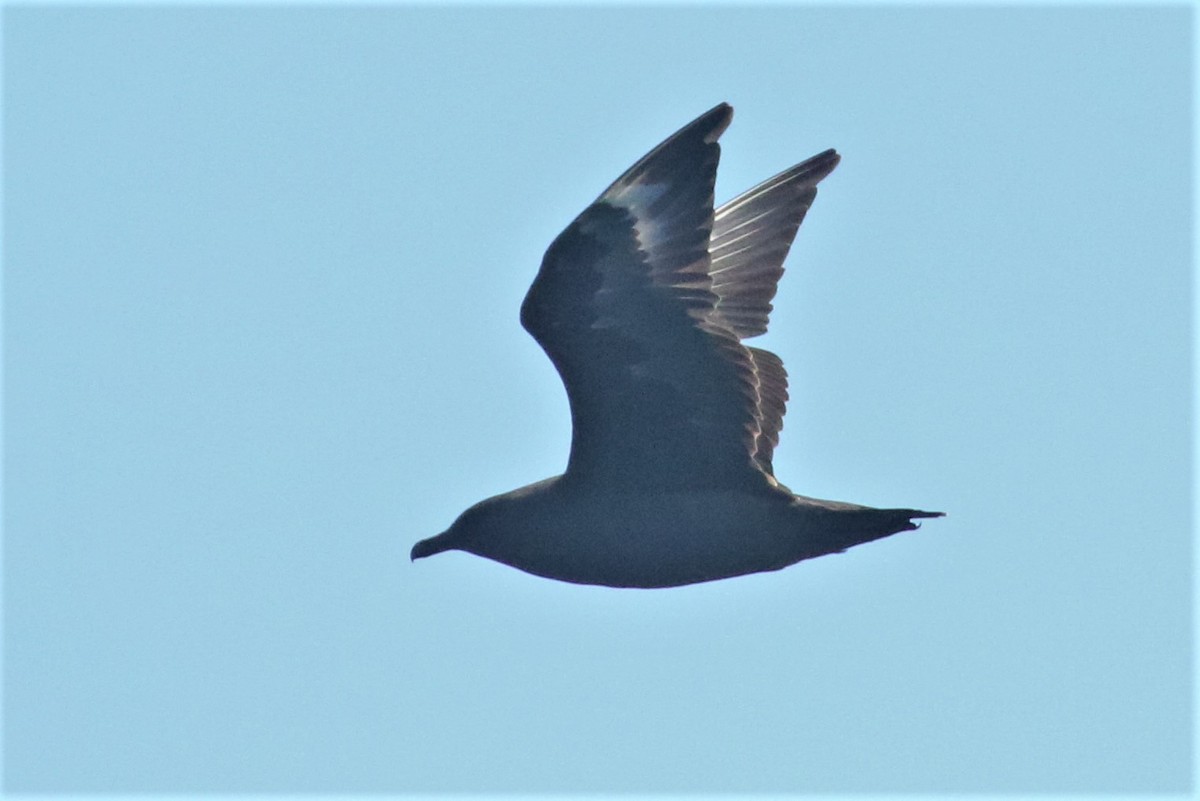 South Polar Skua - ML177671651