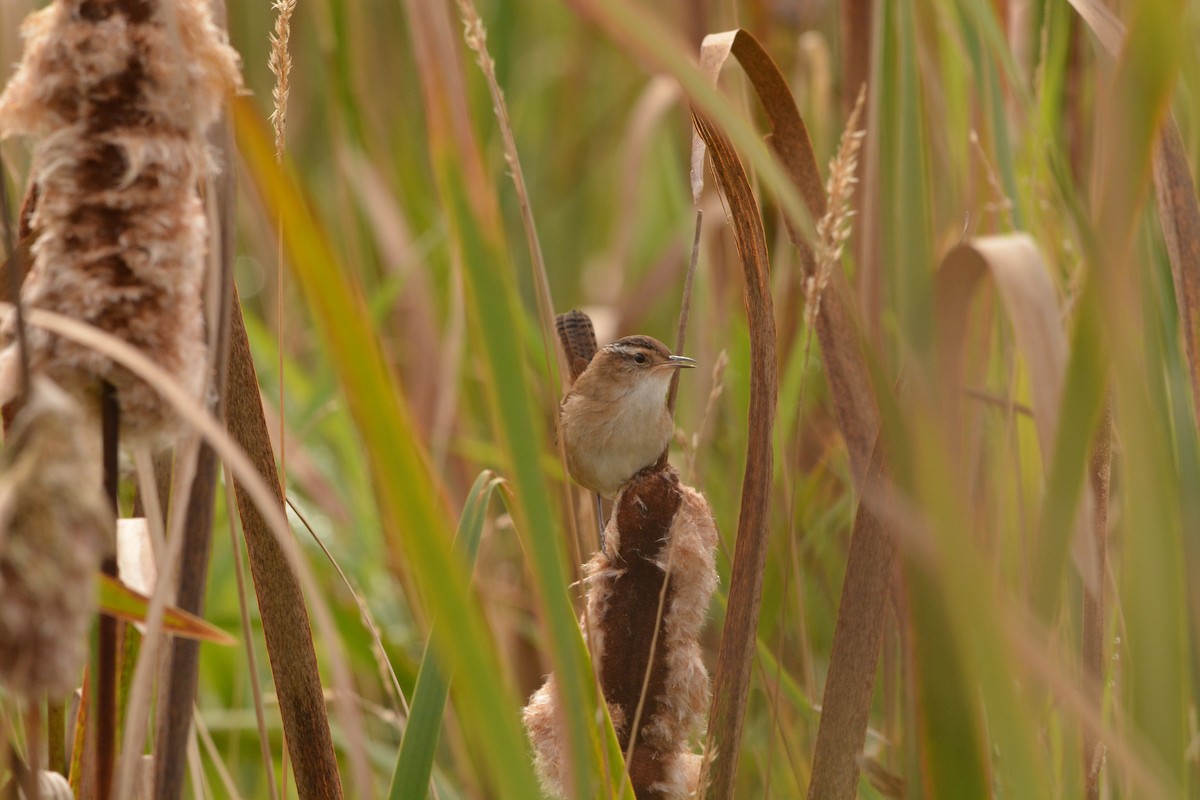 Marsh Wren - Dale Wenger