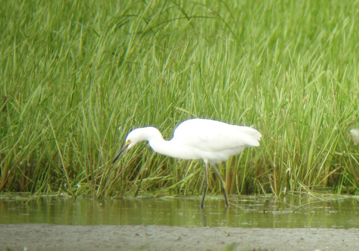 Snowy Egret - Matthew D. Medler