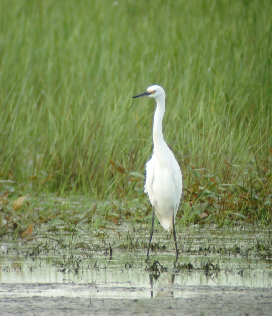 Snowy Egret - ML177675431