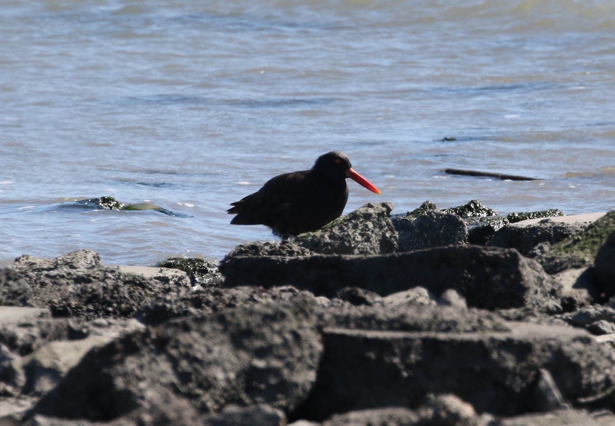 Black Oystercatcher - ML177675571