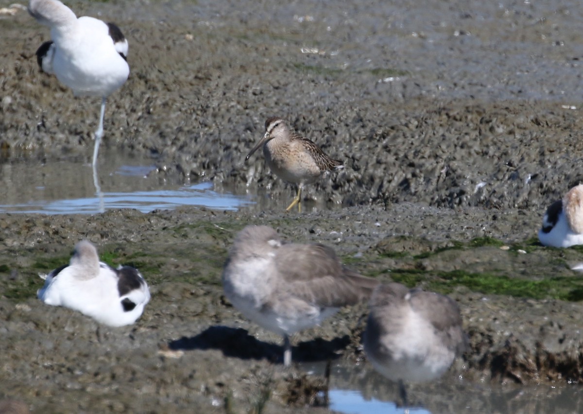 kortnebbekkasinsnipe - ML177675981