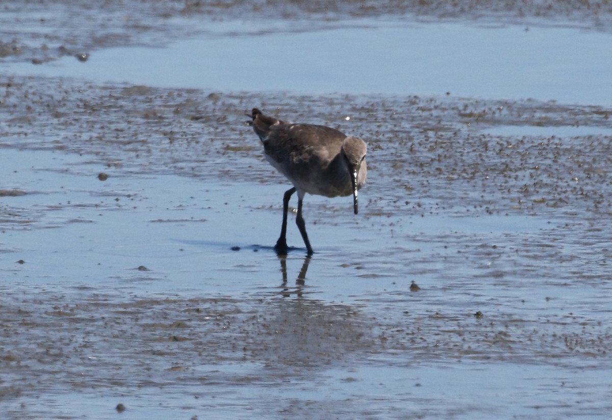 Chevalier semipalmé (inornata) - ML177676041