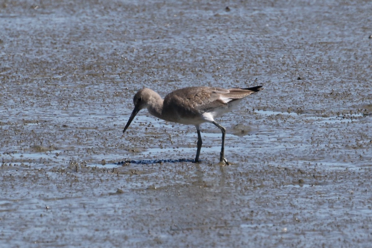 Chevalier semipalmé (inornata) - ML177676051