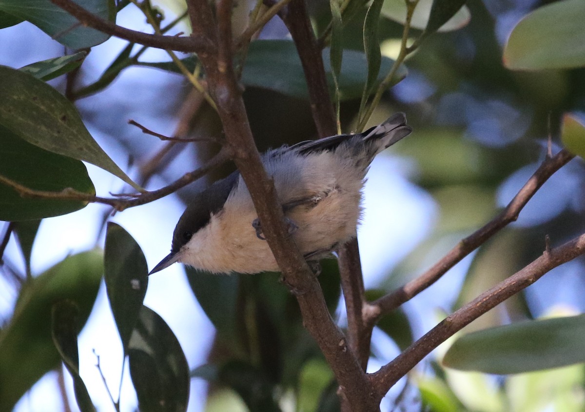 Pygmy Nuthatch - Carol Ortenzio