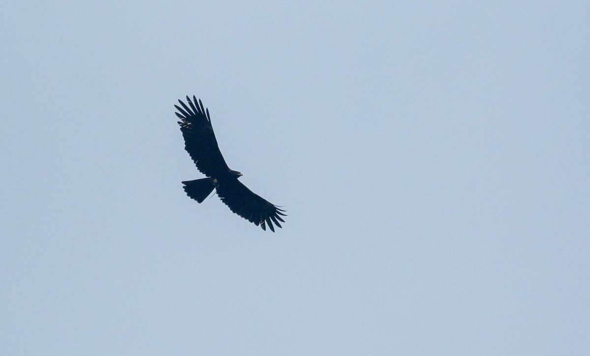 Black Eagle - Forest Botial-Jarvis