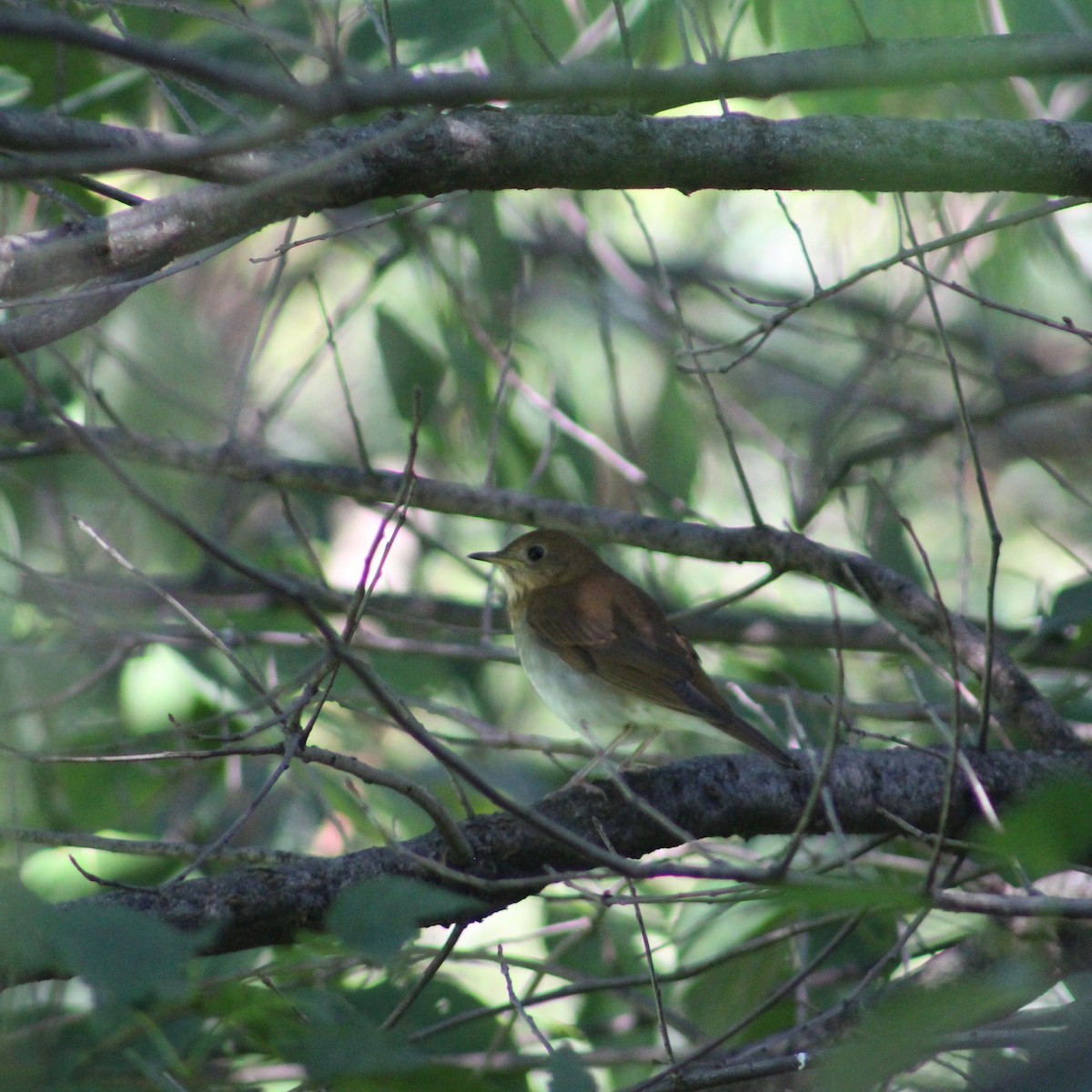 Veery - ML177676621