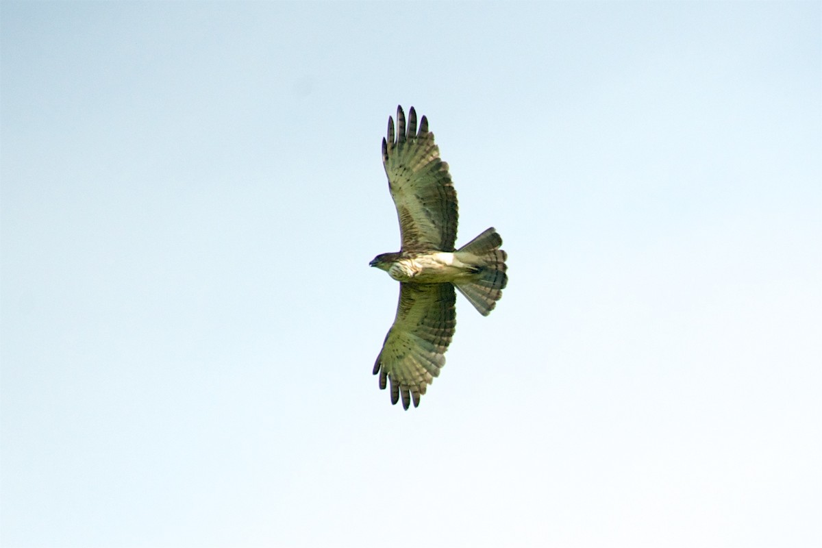 Pygmy Eagle - ML177677351