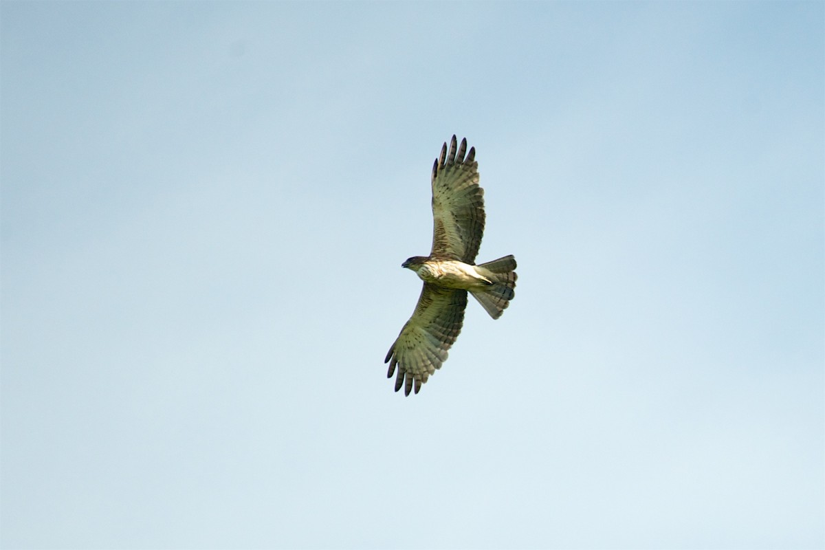 Pygmy Eagle - ML177677361