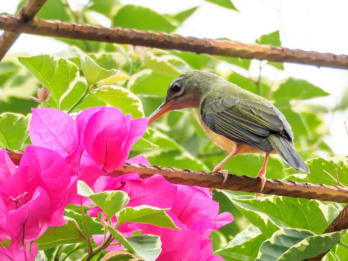Little Spiderhunter - ML177678961