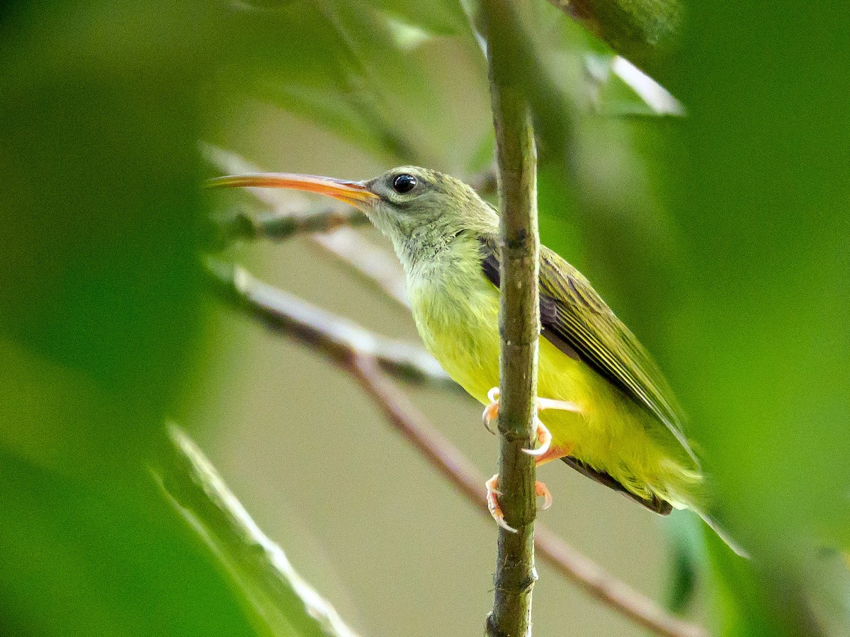 Little Spiderhunter - ML177679201