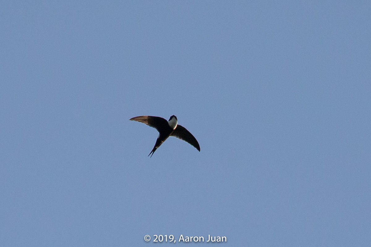 Lesser Swallow-tailed Swift - ML177679741