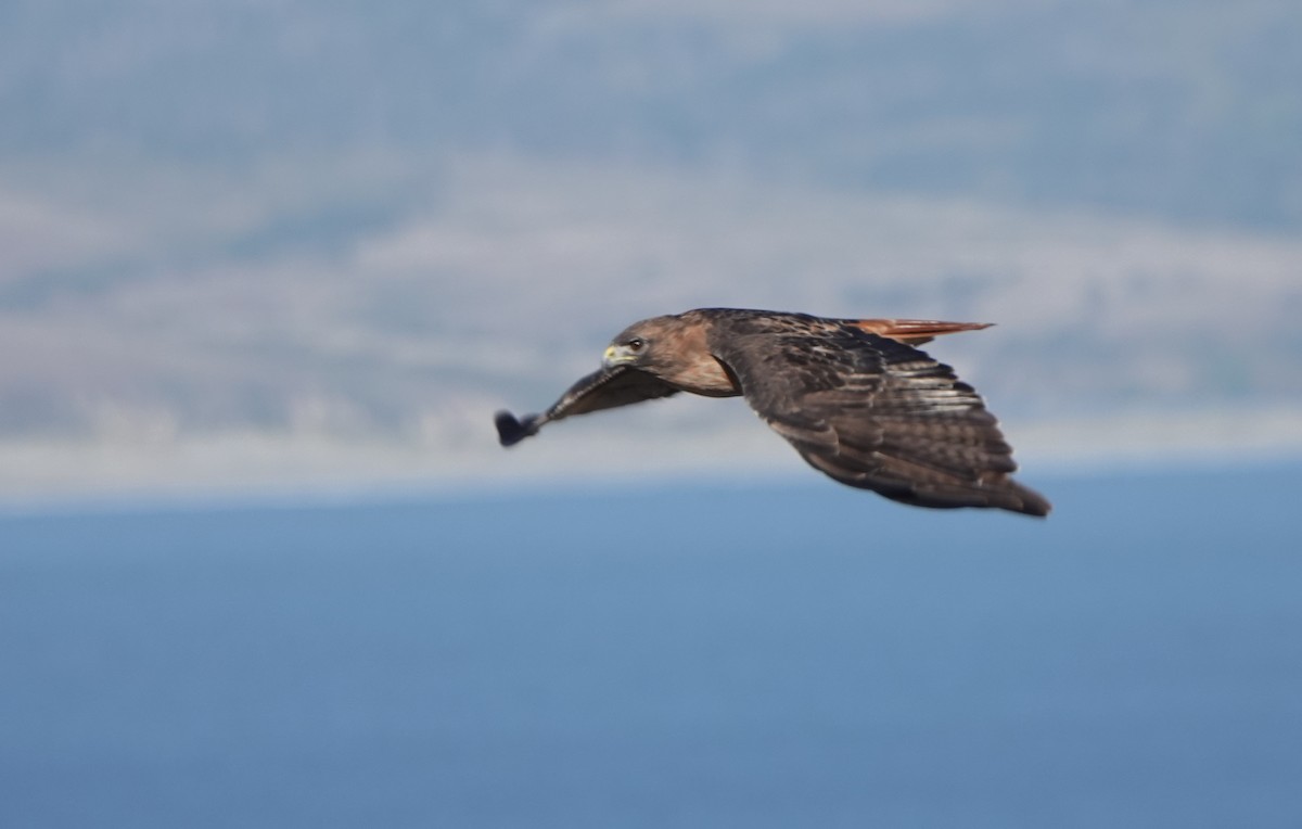 Red-tailed Hawk - ML177683791