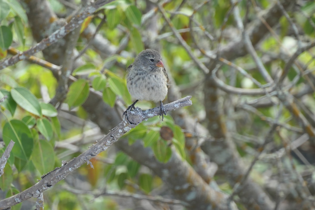 Small Ground-Finch - ML177685031