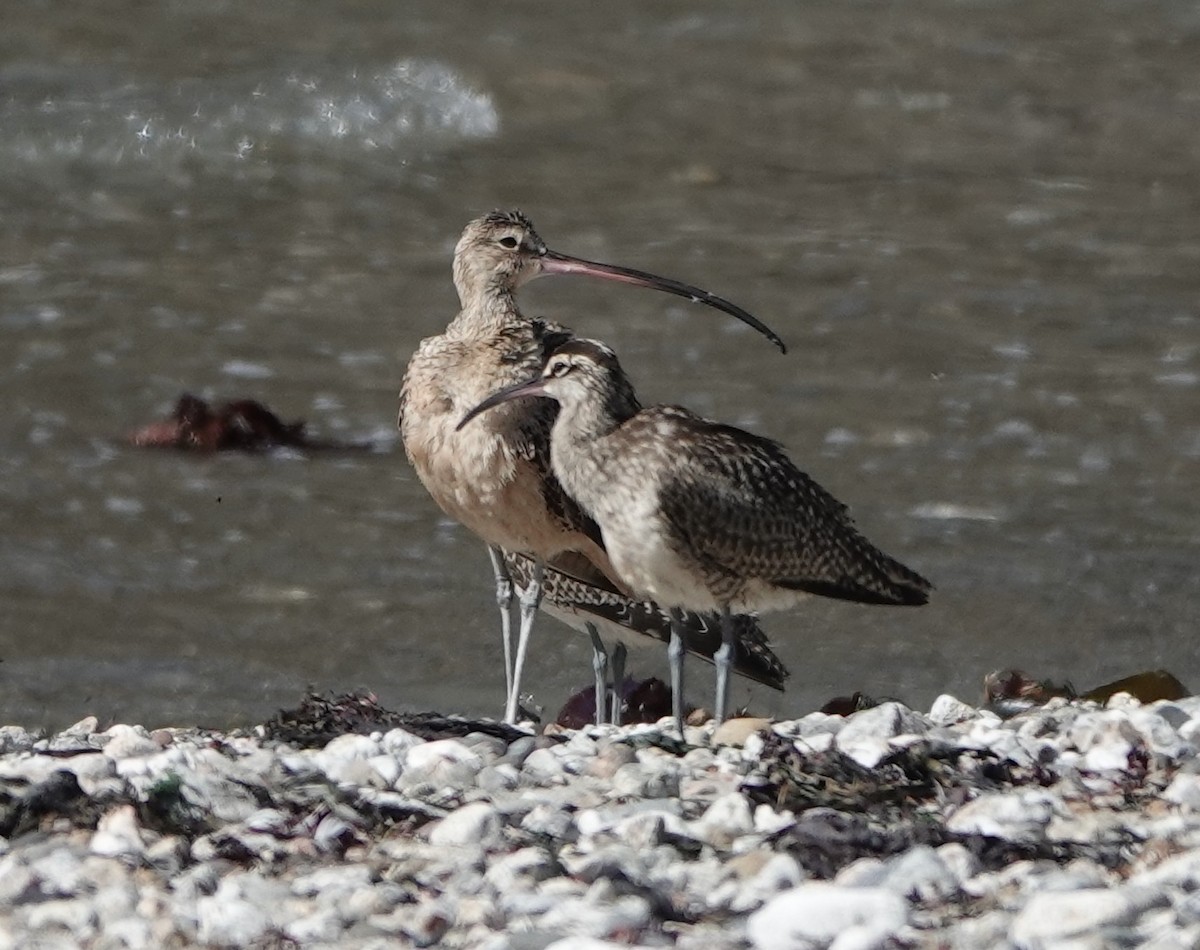 Long-billed Curlew - ML177686721