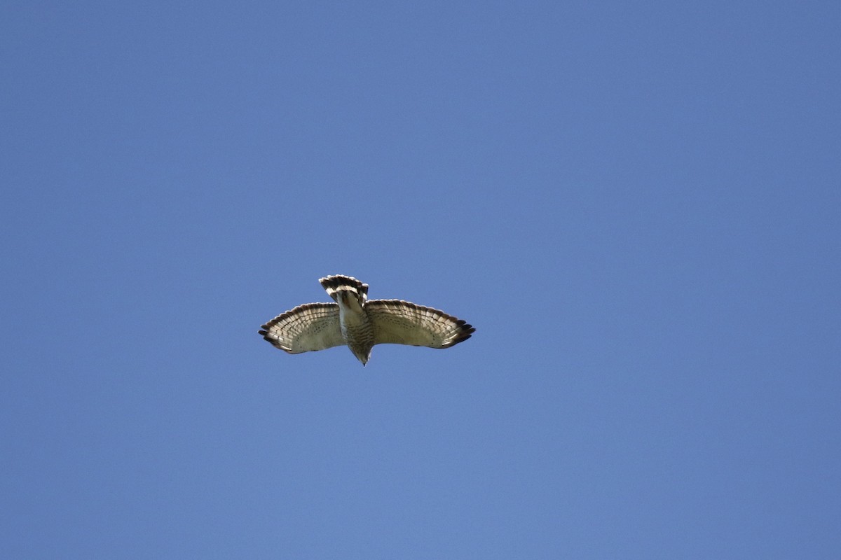 Broad-winged Hawk - Lauren Grimes