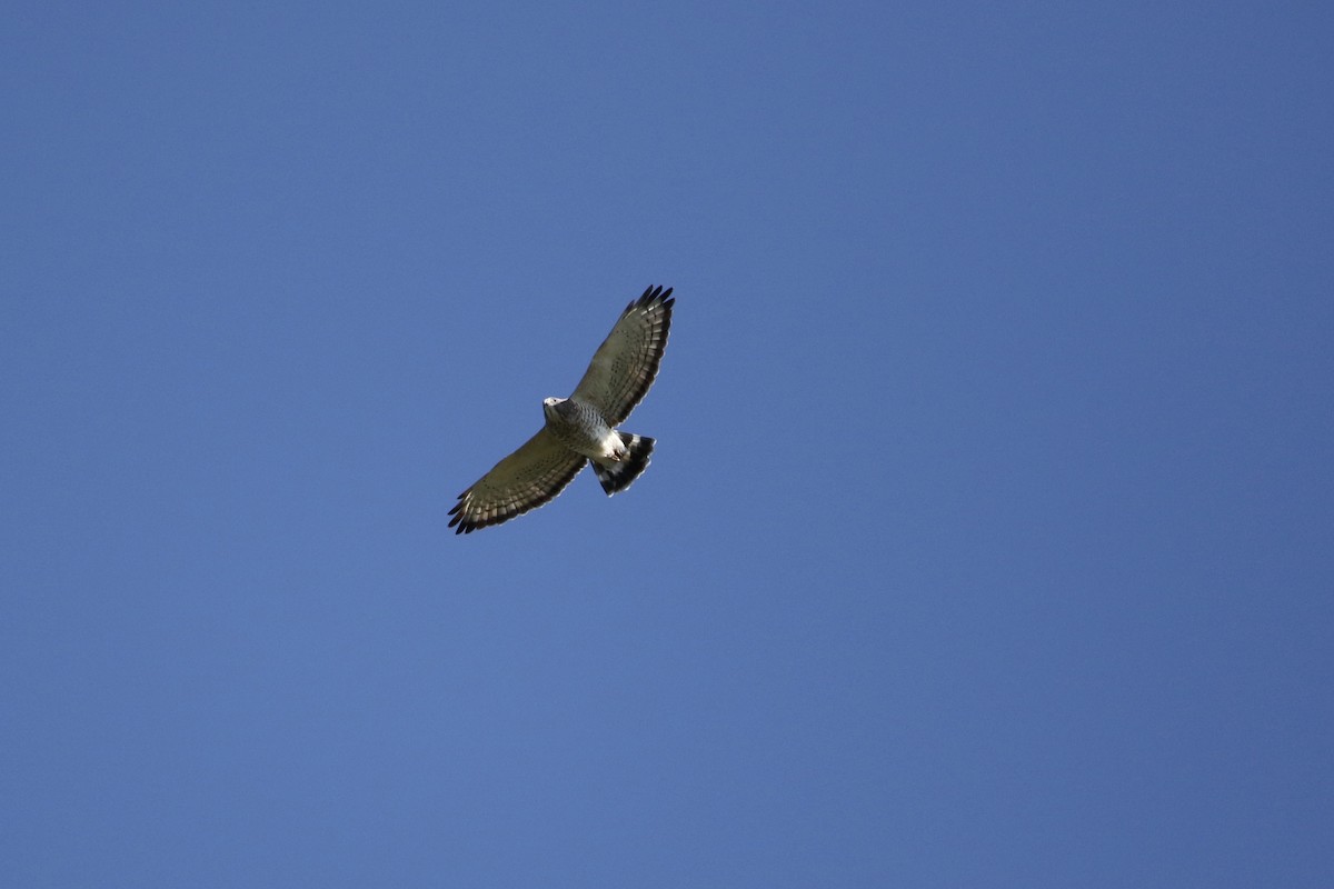 Broad-winged Hawk - Lauren Grimes