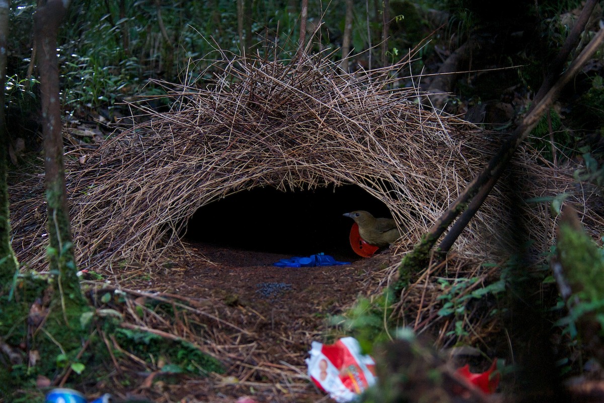 Vogelkop Bowerbird - ML177688661