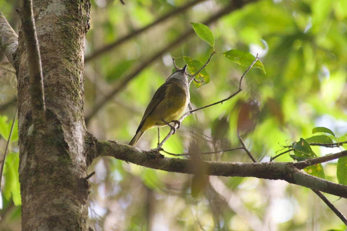 Pachycephala sp. - ML177688741