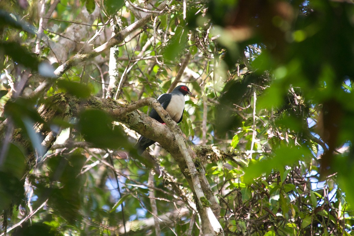 Новогвинейский голубь - ML177689831