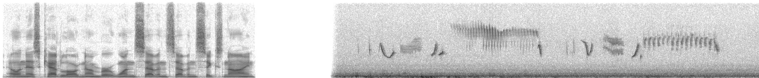 Grass Wren (Puna) - ML17769