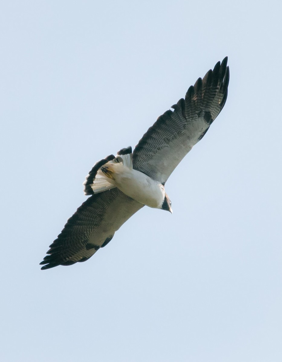 White-tailed Hawk - ML177690021
