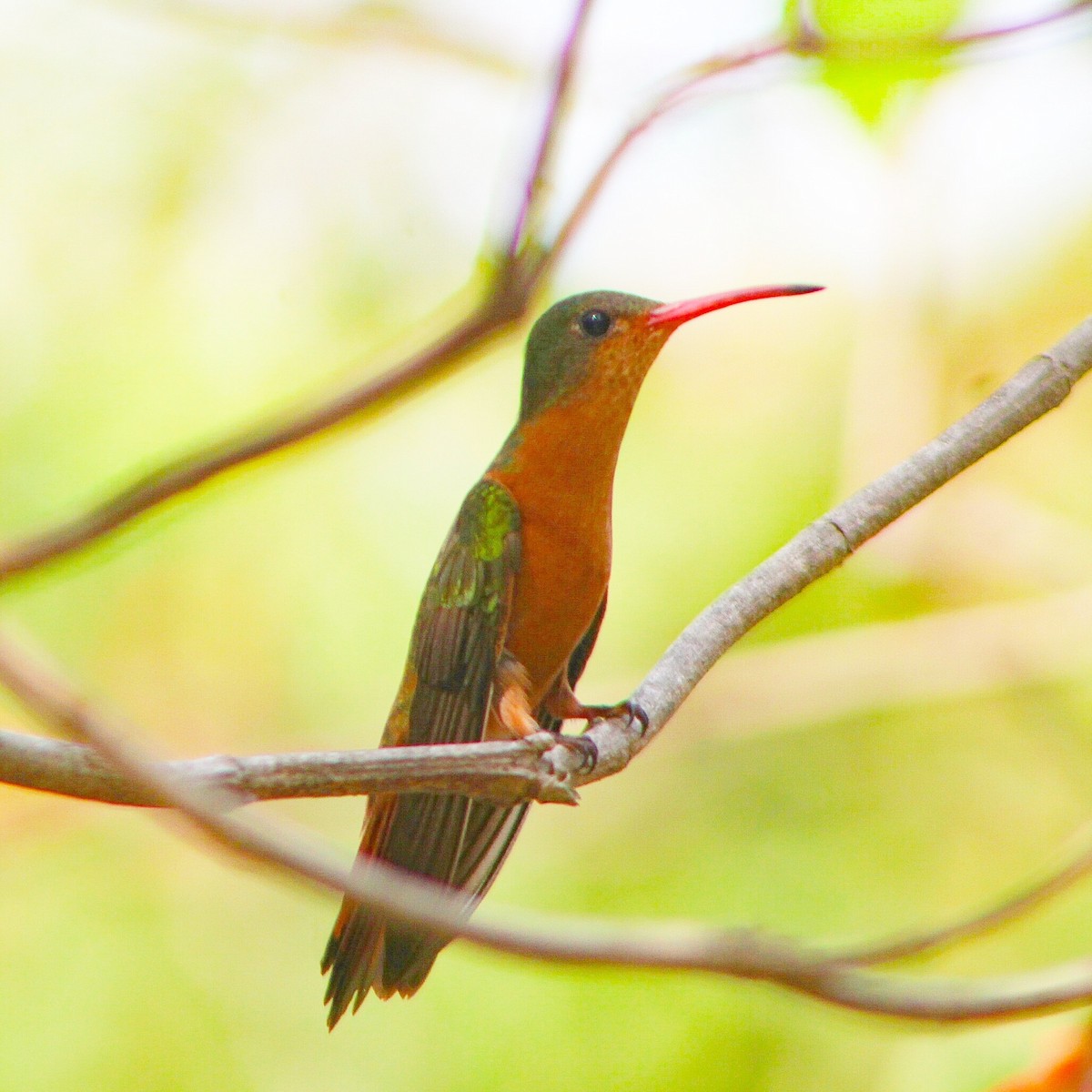 Cinnamon Hummingbird - Maye Guifarro