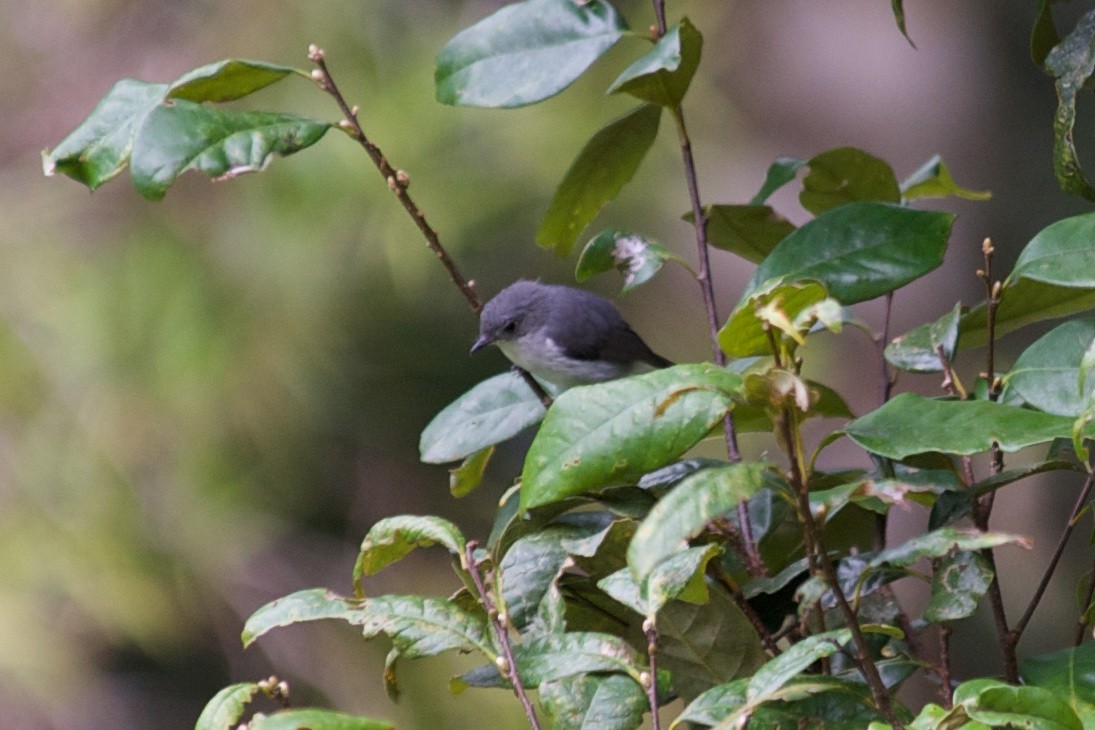 Gray Thornbill - John C. Mittermeier