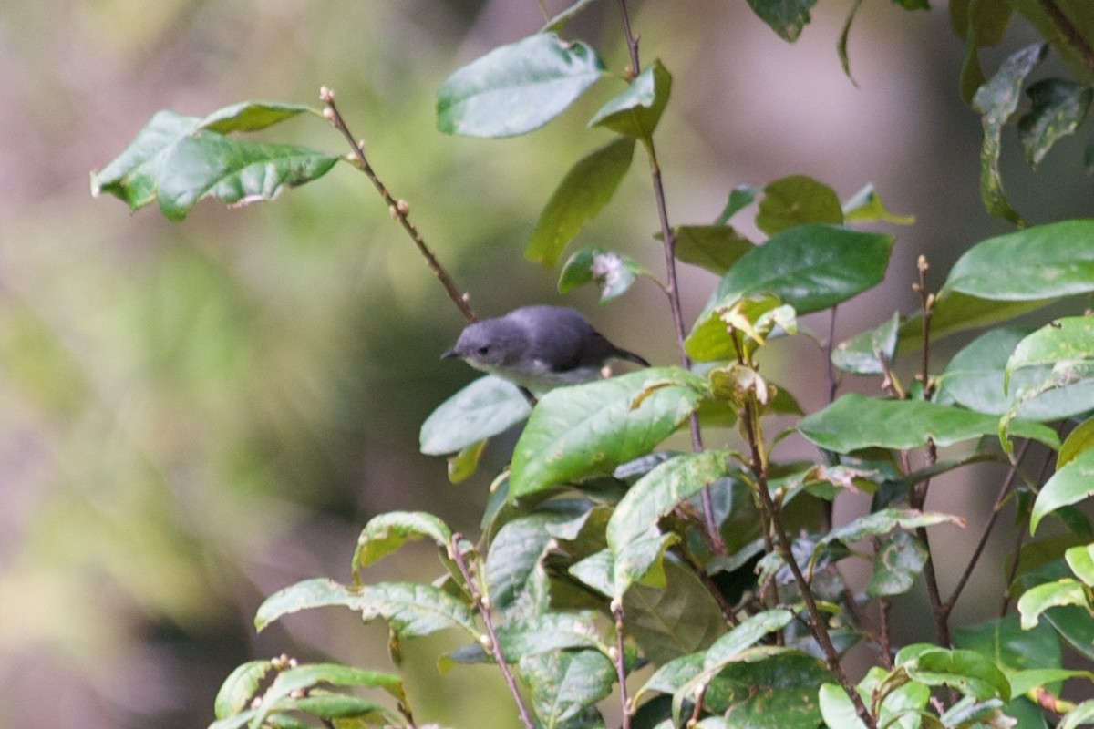 Gray Thornbill - ML177692371