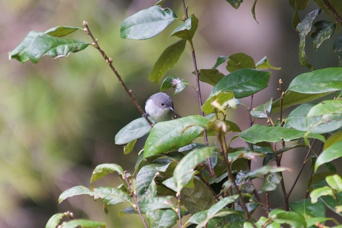 Gray Thornbill - John C. Mittermeier