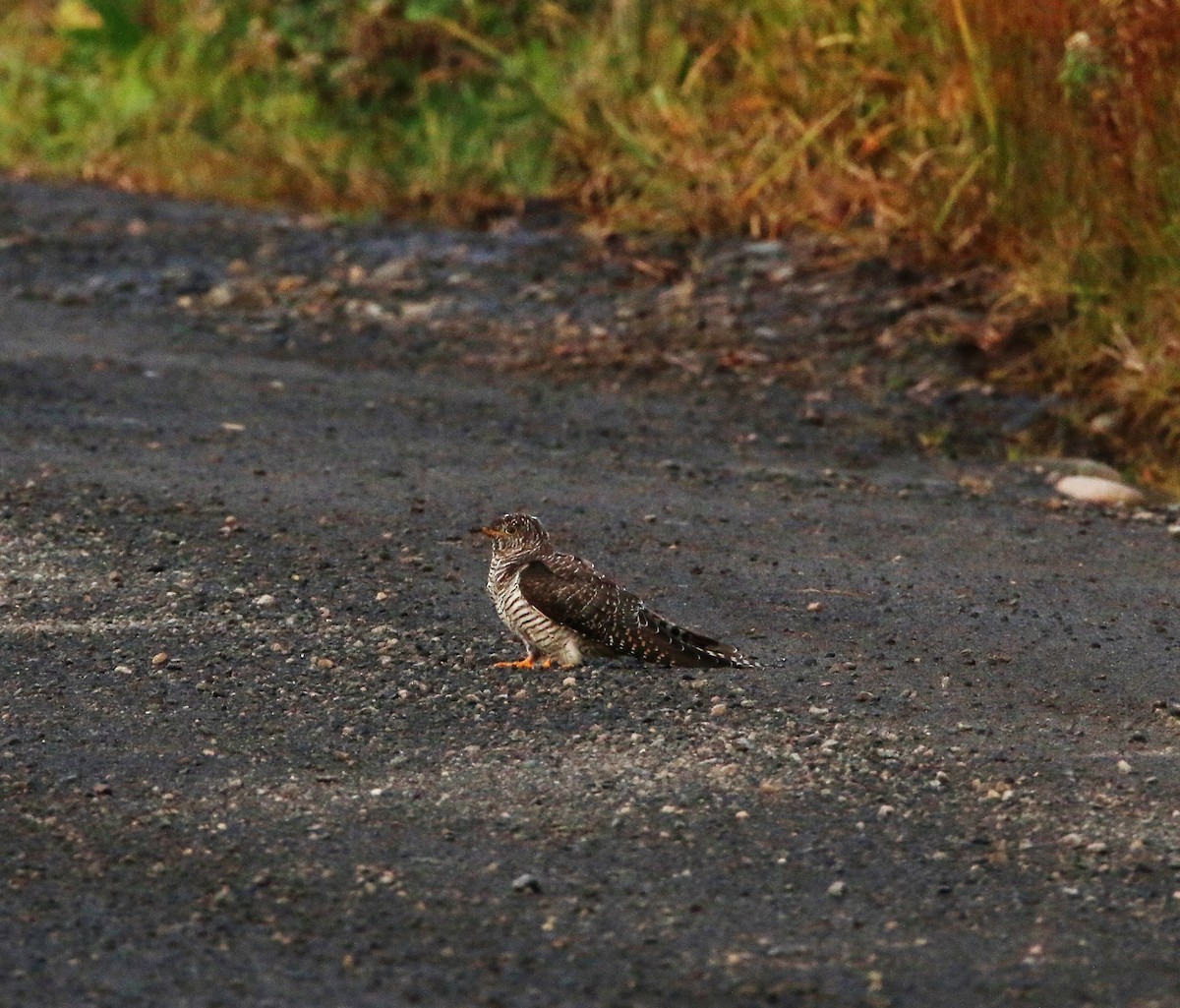 tanımsız Cuculus sp. - ML177695251